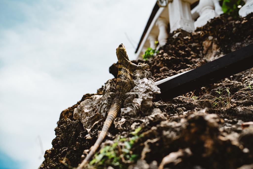 San Andrés The Rock House Eco (Adults Only) Bed & Breakfast エクステリア 写真